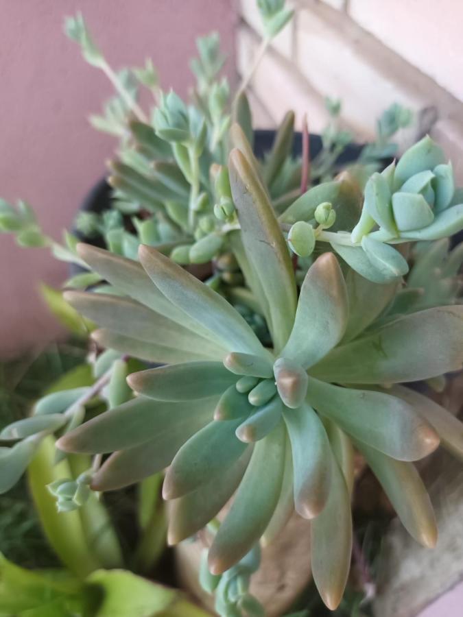 Chale Aconchegante, Pertinho Da Cidade E Conectada A Natureza Бразилия Екстериор снимка